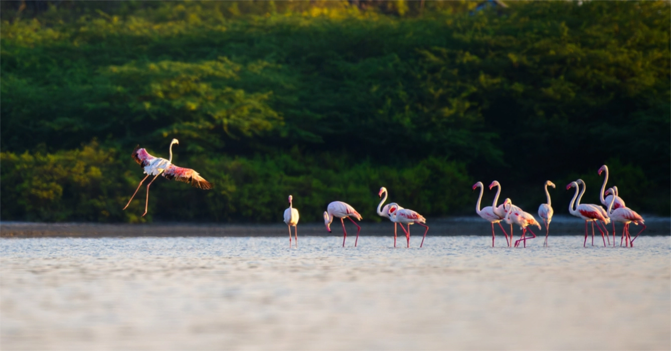 Nature & Wildlife 3
