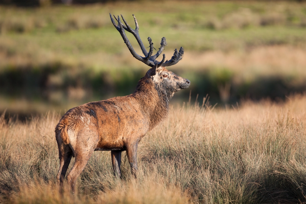 Nature & Wildlife 5
